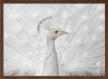 White Peacock Display | Poster - Walnut Frame Interior