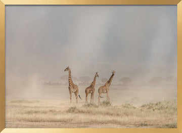 Giraffes in Golden Dust | Poster - Gold Frame Interior