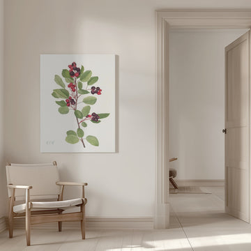 Saskatoon From North American Wildflowers (1925) By Mary Vaux Walcott | Canvas - Room Interior 1