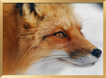 Observant Red Fox | Poster - Gold Frame Interior