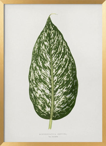 Dieffenbachia Seguina Leaf Illustration | Poster - Gold Frame Interior