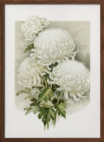 Mrs. Alpheus Hardy | Poster - Walnut Frame Interior
