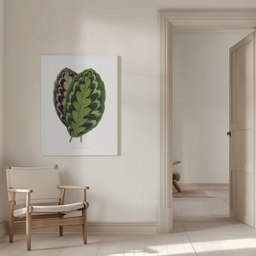 Calathea Veitchiana Leaf Illustration | Canvas - Room Interior 1