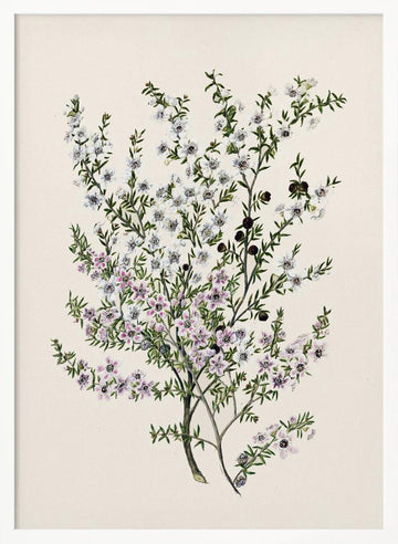 Manuk Drawn By Sarah Featon(1848   1927) | Poster - White Frame Interior