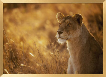 Golden Hour Lioness | Poster - Gold Frame Interior