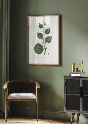 Lmilax Larsaparilla  Medical Botany | Poster - Room Interior 2