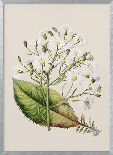 Senecio Hectori Drawn By Sarah Featon (1848–1927) | Poster - Silver Frame Interior