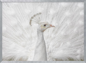 White Peacock Display | Poster - Silver Frame Interior