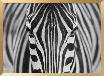 Intense Zebra Eyes | Poster - Gold Frame Interior