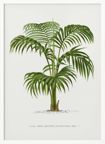 Kentia Vii | Poster - White Frame Interior