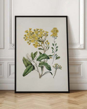 Daisy   Brachyglottis Drawn By Sarah Featon (1848–1927) | Poster - Room Interior 1