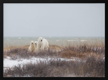 Polar Bear Family Winter | Poster - Black Metal Frame Interior