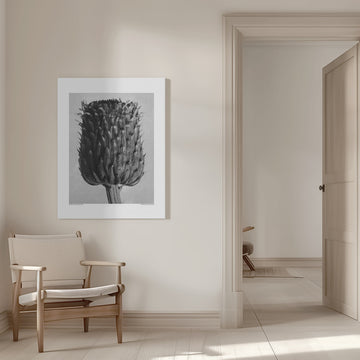 Cirsium Canum (Thistle) | Canvas - Room Interior 1