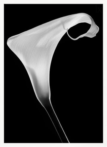 Elegant Calla Lily | Poster - White Frame Interior