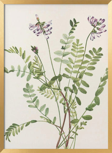 Alpine Milkvetch From North American Wildflowers (1925) By Mary Vaux Walcott | Poster - Gold Frame Interior