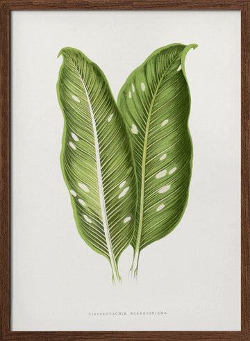 Green Dieffenbachia Baraquiniana Leaf Illustration | Poster - Walnut Frame Interior