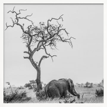 African Elephant Lone Tree | Poster - White Frame Interior