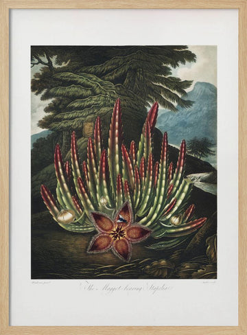 The Maggot–Bearing Stapelia from The Temple of Flora (1807) | Poster - Wood Frame Interior