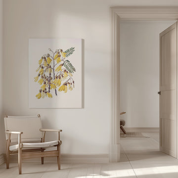 Kowhai Drawn By Sarah Featon (1848–1927) | Canvas - Room Interior 1