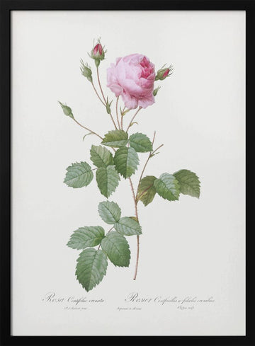 Crenate Leaved Cabbage Rose, Les Roses (1817–1824) | Poster - Black Metal Frame Interior
