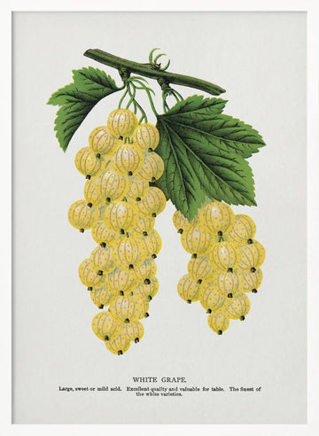 White Grape Lithograph | Poster - White Frame Interior