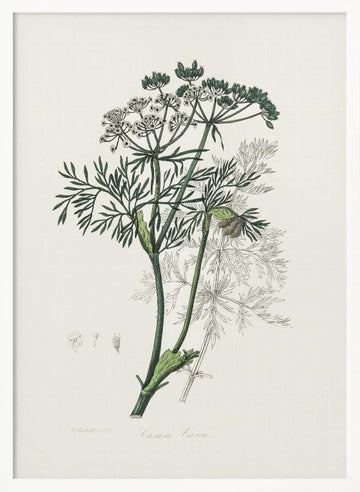 Caraway (carum Carui) Medical Botany | Poster - White Frame Interior