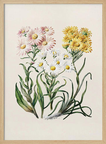 New Zealand Snow Groundsels Drawn By Featon (1848–1927) | Poster - Wood Frame Interior
