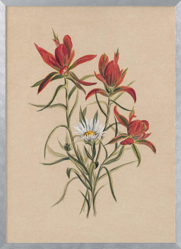 Indian Paintbrush (1883) | Poster - Silver Frame Interior
