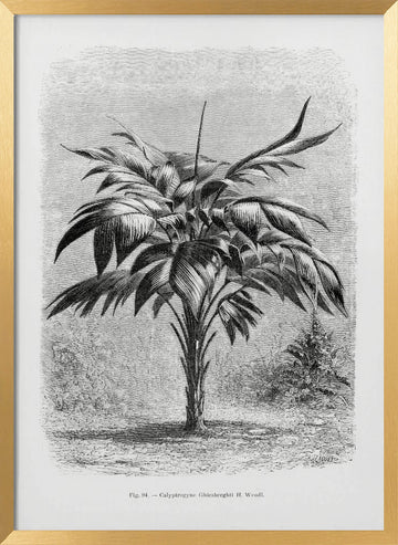Vintage Palm Tree Drawing Viii | Poster - Gold Frame Interior