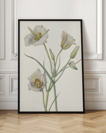Sego Lily | Poster - Room Interior 1