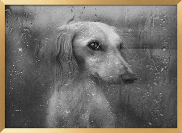 Dog By Rainy Window | Poster - Gold Frame Interior