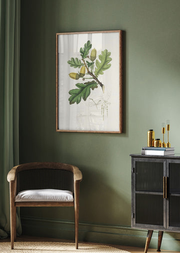 English Oak (quercus) Medical Botany | Poster - Room Interior 2