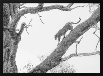 Tree Climbing Leopard | Poster - Black Metal Frame Interior