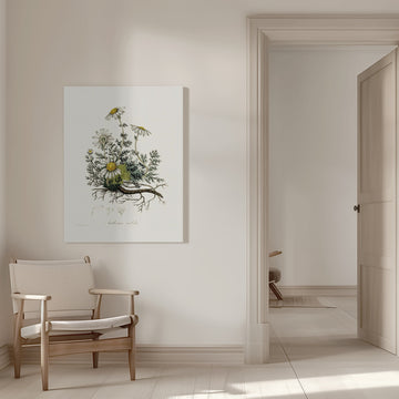 Chamomile (anthemis Nobilis) Medical Botany | Canvas - Room Interior 1