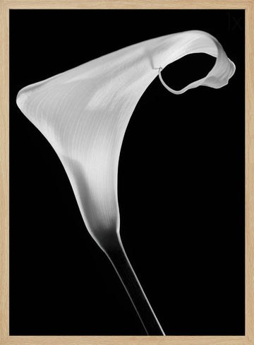 Elegant Calla Lily | Poster - Wood Frame Interior