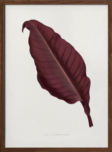 Pink Canna Atronigricans Leaf Illustration | Poster - Walnut Frame Interior