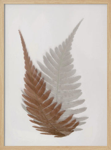 Ethereal Fern Fronds | Poster - Wood Frame Interior