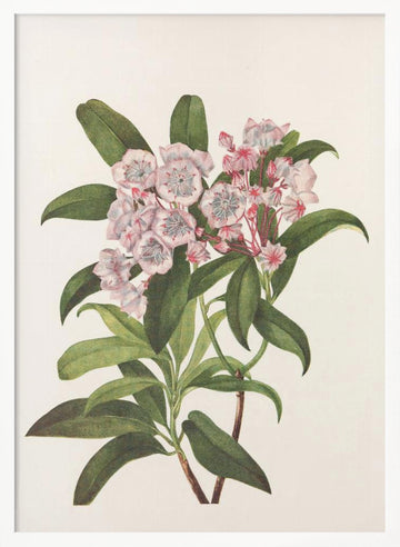 Mountain Laurel From North American Wildflowers (1925) By Mary Vaux Walcott | Poster - White Frame Interior