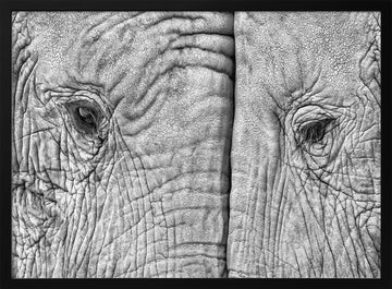 Monochrome Elephant Gaze | Poster - Black Metal Frame Interior