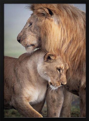 Lions in Love | Poster - Black Metal Frame Interior