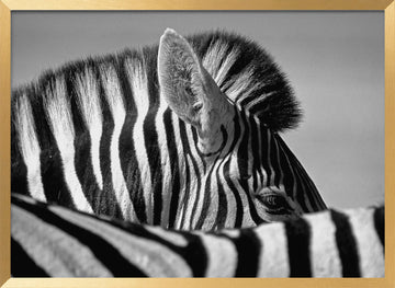 Elegant Zebra Profile | Poster - Gold Frame Interior
