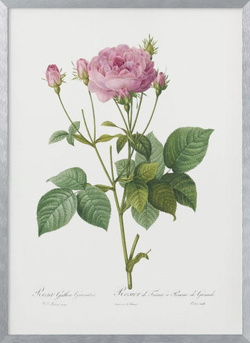 Rosa Gallica Granules, Les Roses (1817–1824) | Poster - Silver Frame Interior