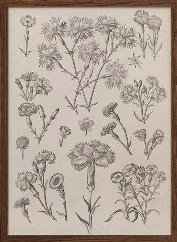 Daffodils | Poster - Walnut Frame Interior