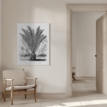 Vintage Palm Tree Drawing Xiii | Canvas - Room Interior 1