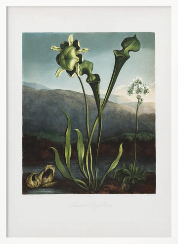 American Bog Plants from The Temple of Flora (1807) | Poster - White Frame Interior