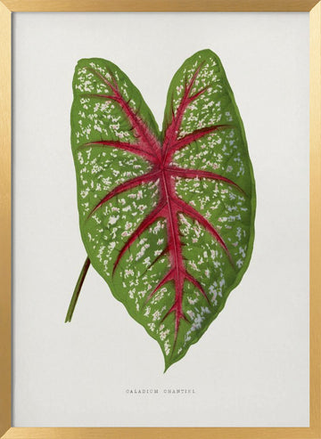 Green Caladium Chantini Leaf Illustration | Poster - Gold Frame Interior
