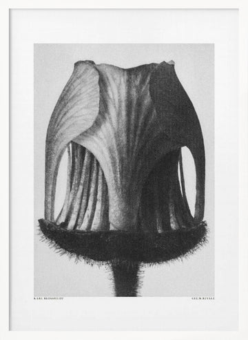Geum Rivale | Poster - White Frame Interior