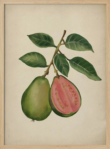 Fresh Guava Botanical | Poster - Wood Frame Interior