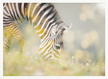 Peaceful Zebra Foal | Poster - White Frame Interior