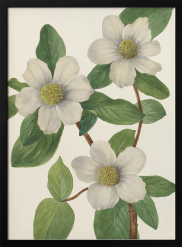 Pacific Dogwood | Poster - Black Metal Frame Interior